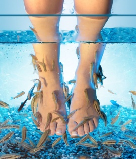 pedicure_fish_web-1-4443395a9a0ab4c336d1de2349da38bf.jpg